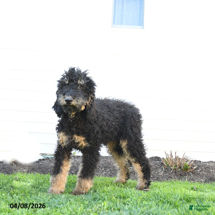 Standard Poodle dogs Molly - Ad 2