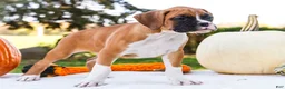 Boxer dogs for sale: Obee Boxer - Ad 4