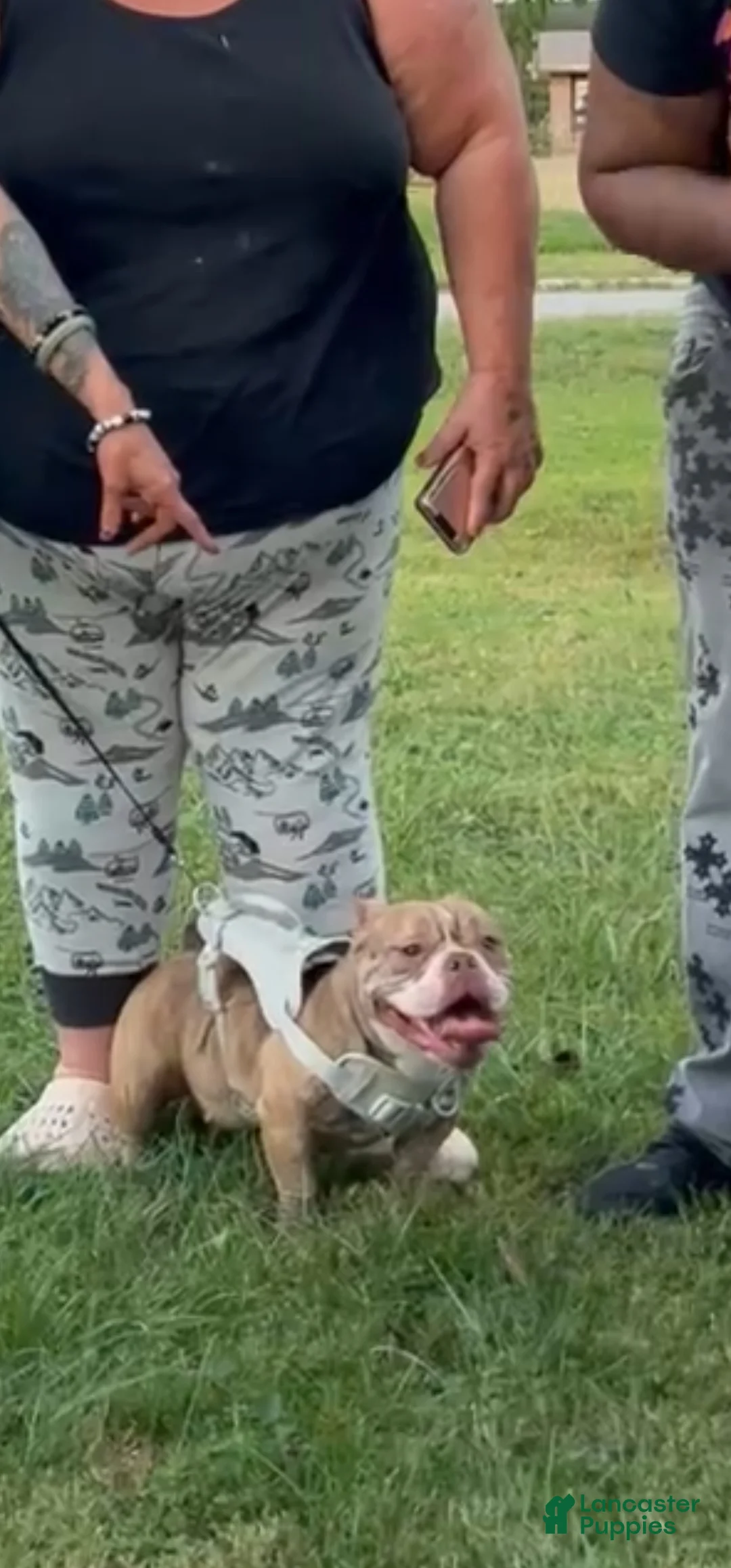 American Bully dogs for sale: American Bully Puppy 1 - Ad 2