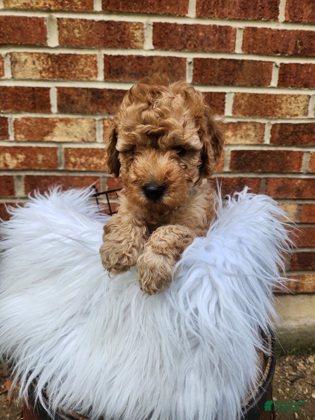 Mini Goldendoodle dogs for sale: JETT - MINI GOLDENDOODLE LOVELY PUPPY (RICHLAND, PA) - F1BB - Ad 9