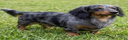 Miniature Dachshund dogs for sale: AKC Remmi - Ad 9