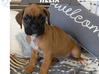 Boxer dogs Helix - Ad 5