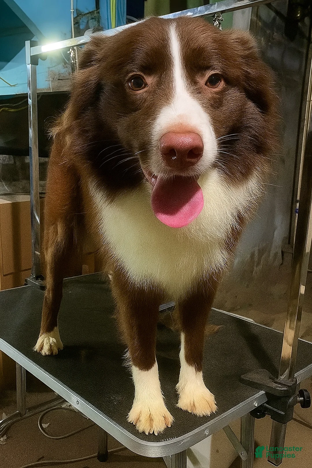 Australian Shepherd dogs for sale: Champion - Ad 5