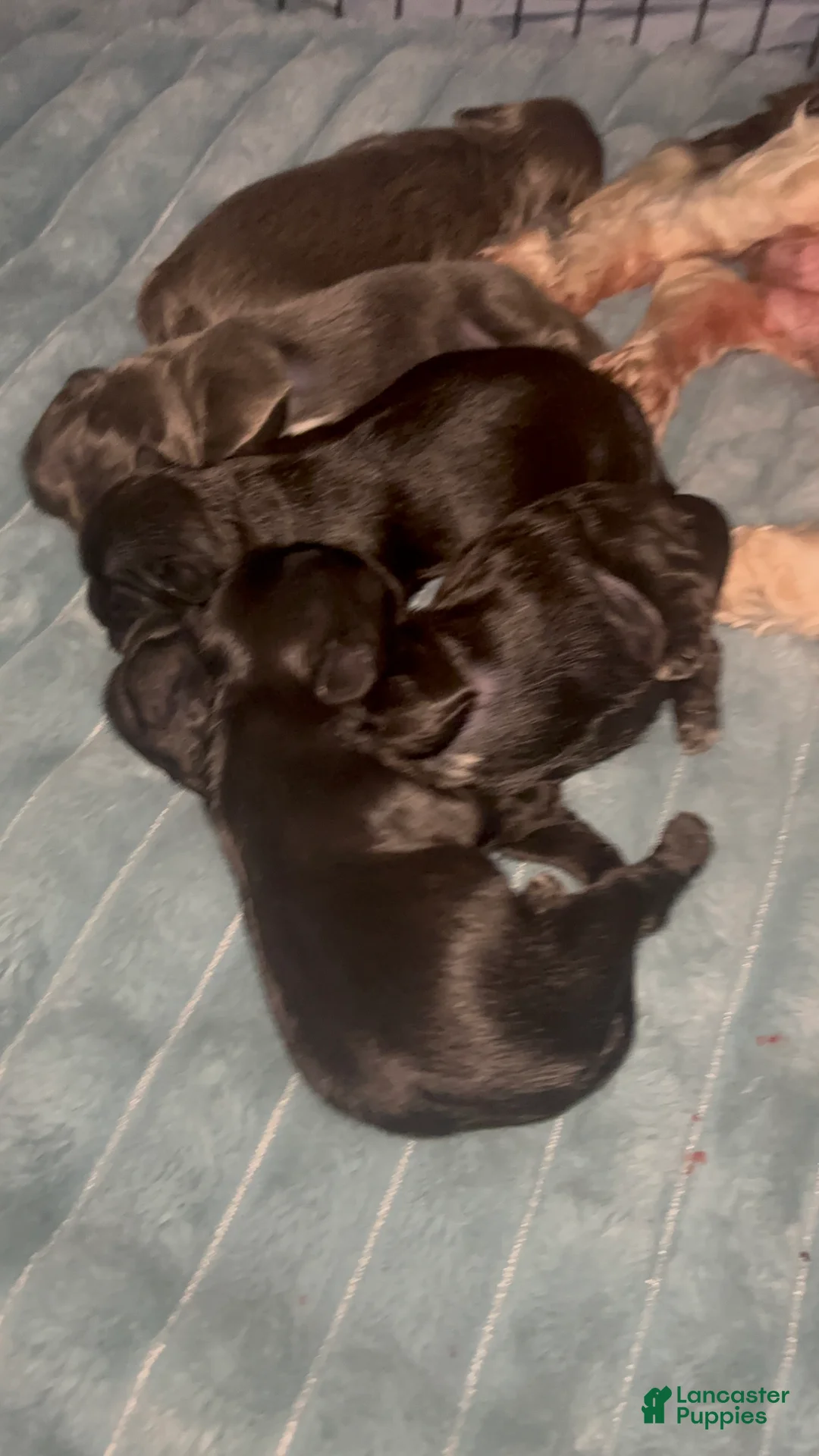 Shih Tzu dogs for sale: Shih Tzu Puppy 1 - Ad 1