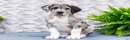 Great Dane dogs for sale: Zander - Ad 3