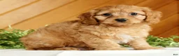 Cavapoo dogs for sale: Maverick - Ad 1