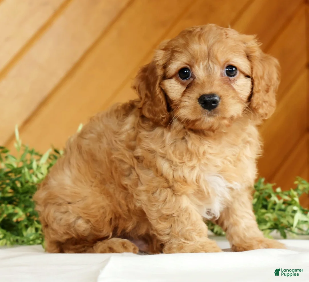 Cavapoo dogs for sale: Maverick - Ad 1