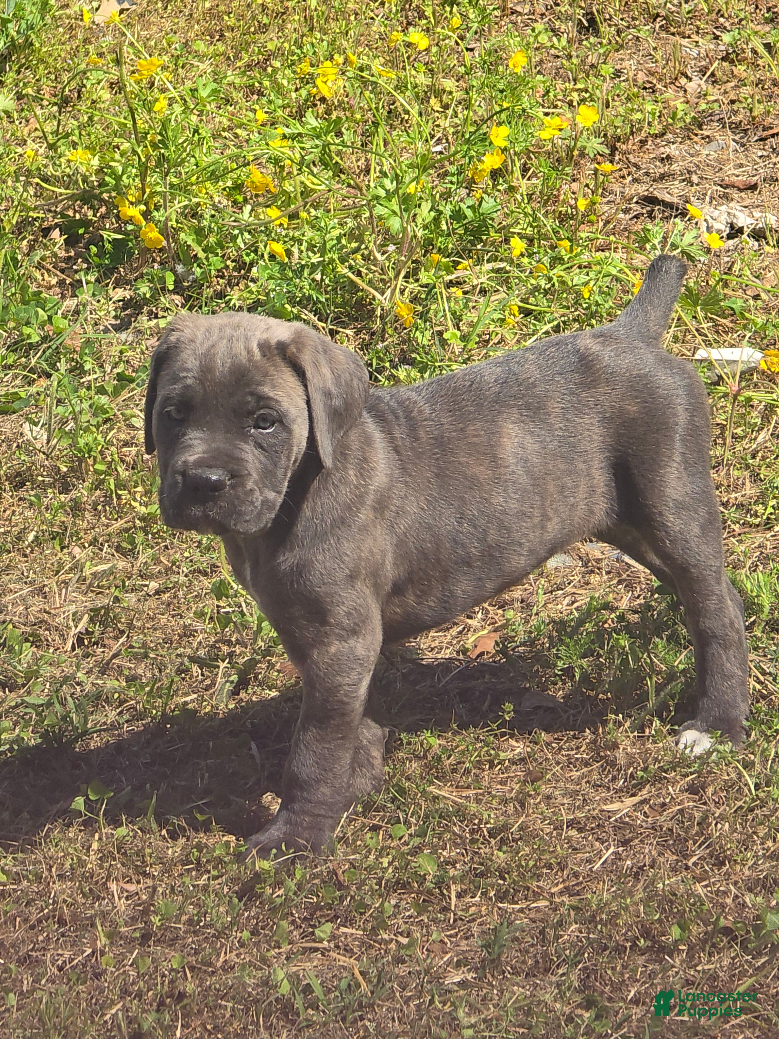 Cane Corso dogs Cane Corso Puppy 2 - Ad 1