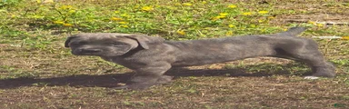 Cane Corso Puppy 2