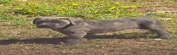 Cane Corso dogs for sale: Cane Corso Puppy 2 - Ad 1