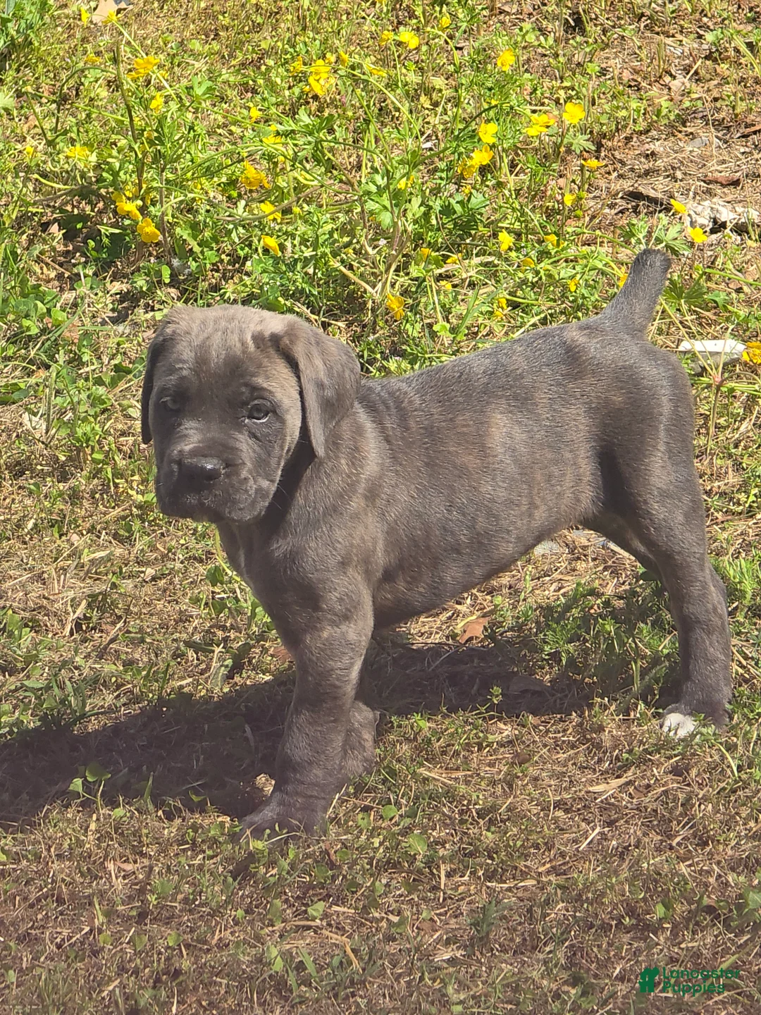 Cane Corso dogs for sale: Cane Corso Puppy 2 - Ad 1