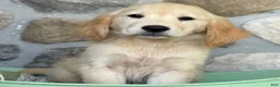 Golden Retriever dogs for sale: Rosie - Ad 3