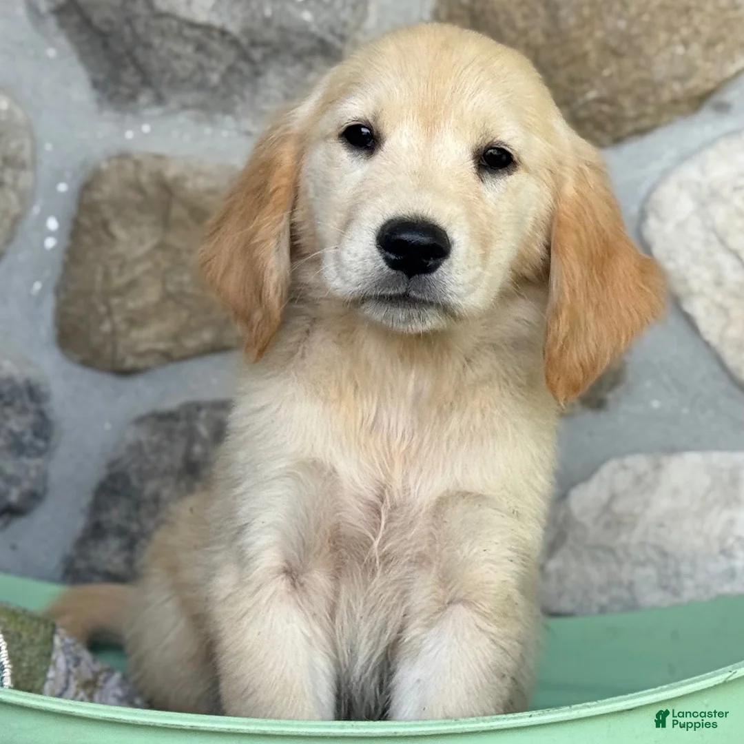 Golden Retriever dogs for sale: Rosie - Ad 3