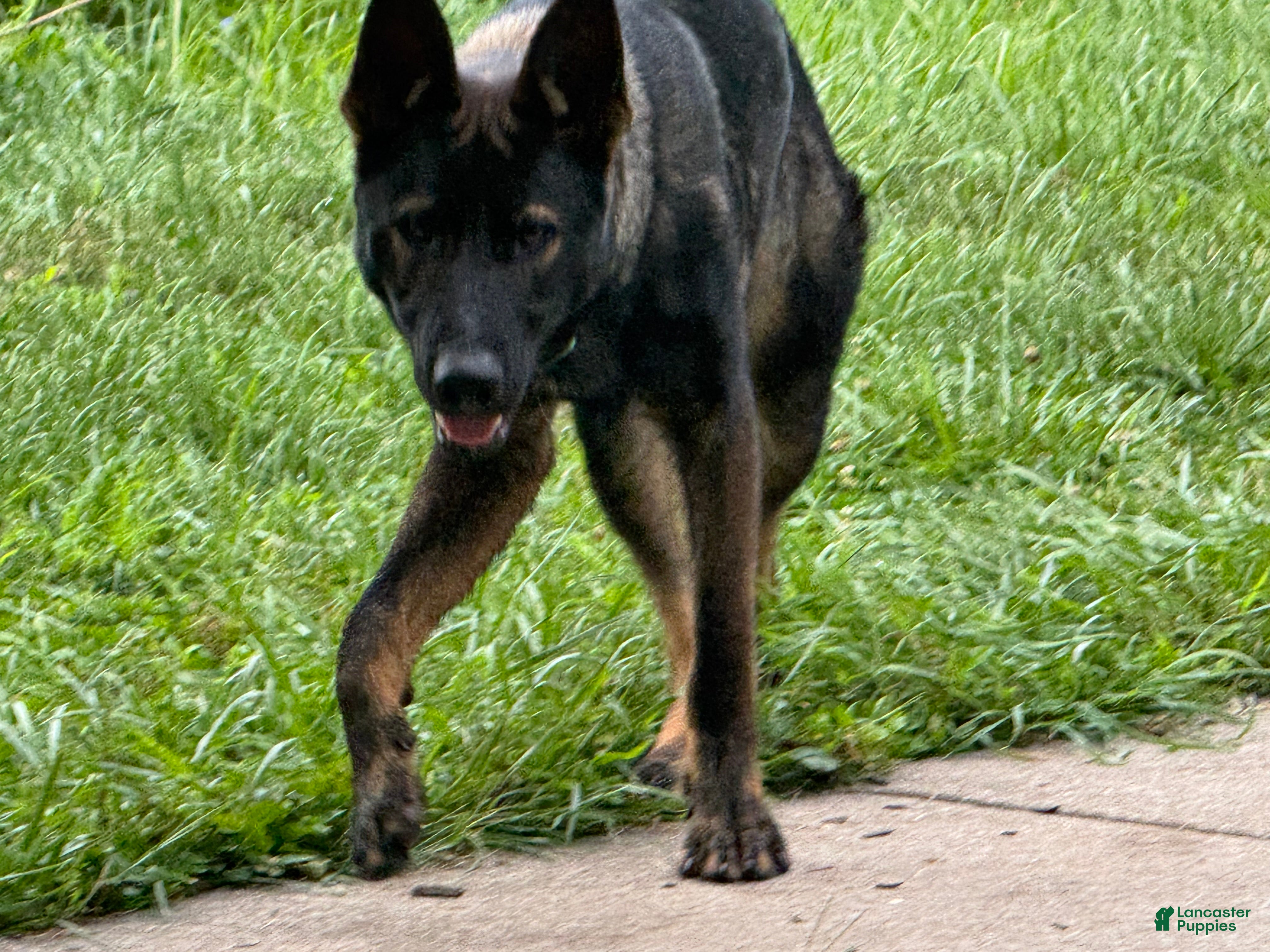 German Shepherd dogs German Shepherd 1 - Ad 1