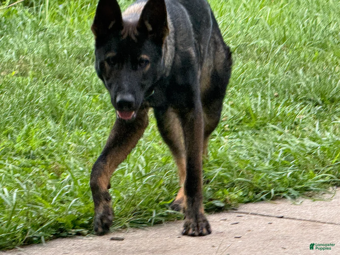 German Shepherd dogs for sale: German Shepherd 1 - Ad 1