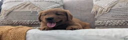 Golden Retriever dogs for sale: Hudson  - Ad 8