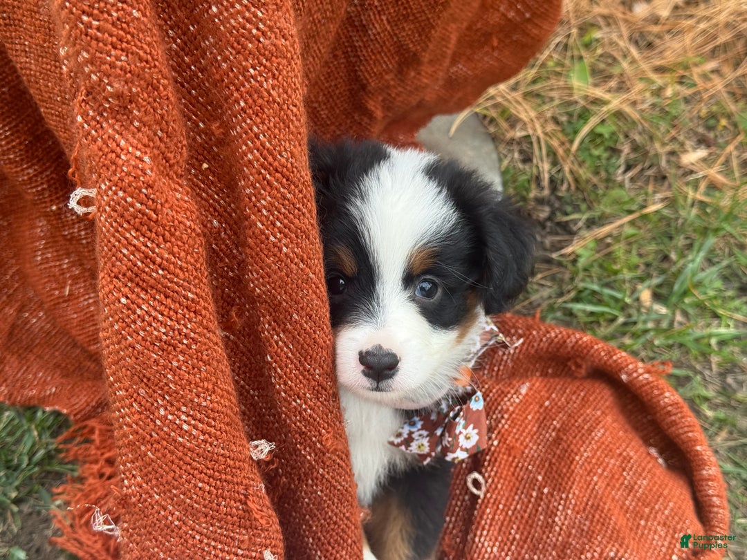 Miniature Australian Shepherd dogs for sale: Taz - Ad 20