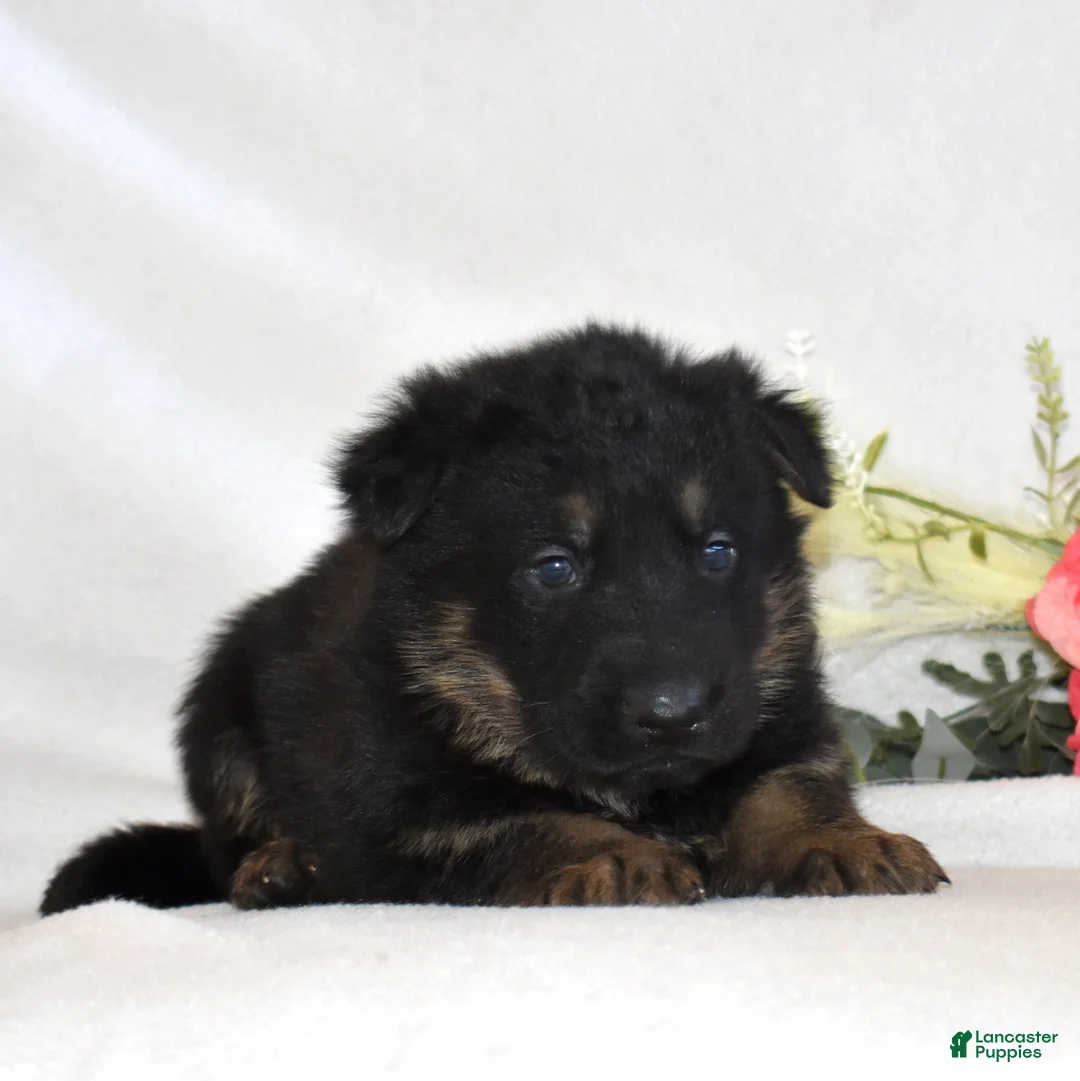 German Shepherd dogs for sale: Smokey - Ad 6