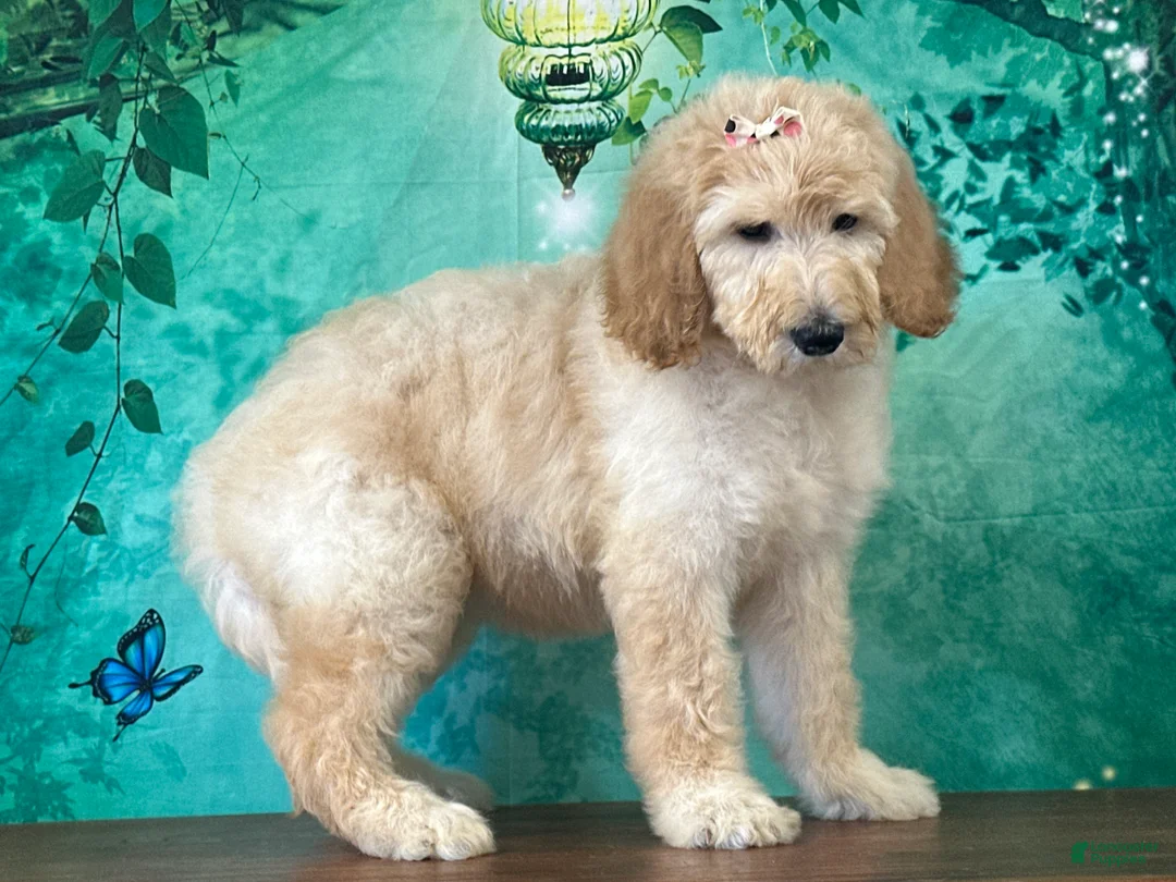 Goldendoodle dogs for sale: Duchess - Ad 2