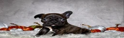 Mixed Breed dogs for sale: Mr. Bruce - Ad 13
