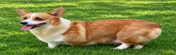 Mixed Breed dogs for sale: Miss Daisy  - Ad 8