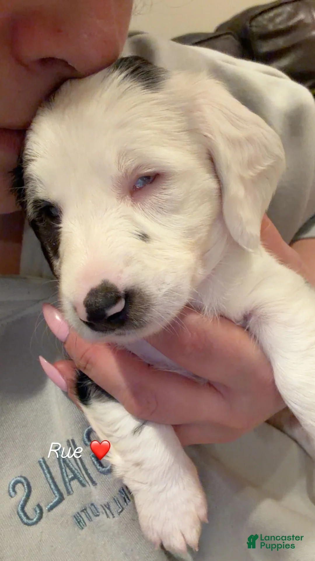 Miniature Dachshund dogs for sale: Rue - Ad 1