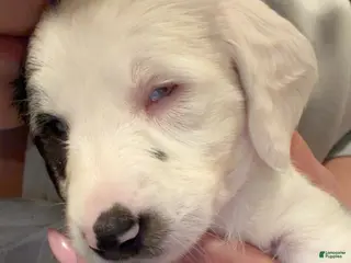 Miniature Dachshund dogs Rue - Ad 7