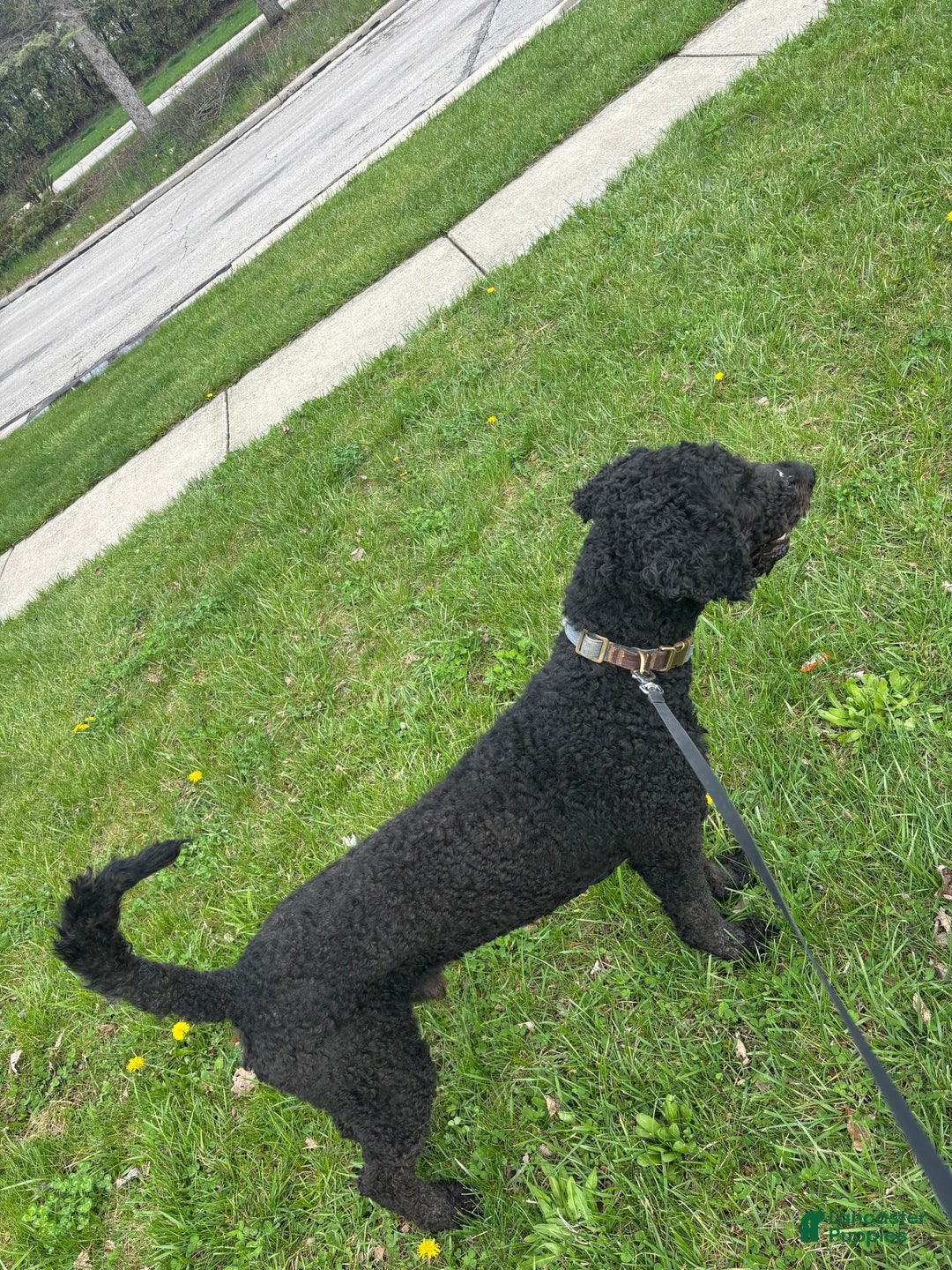 Goldendoodle dogs for stud: Lucky - Ad 2