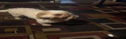 Mini Goldendoodle dogs for sale: Blessed  - Ad 2