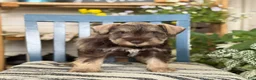 Miniature Schnauzer dogs for sale: Smokey - Ad 1
