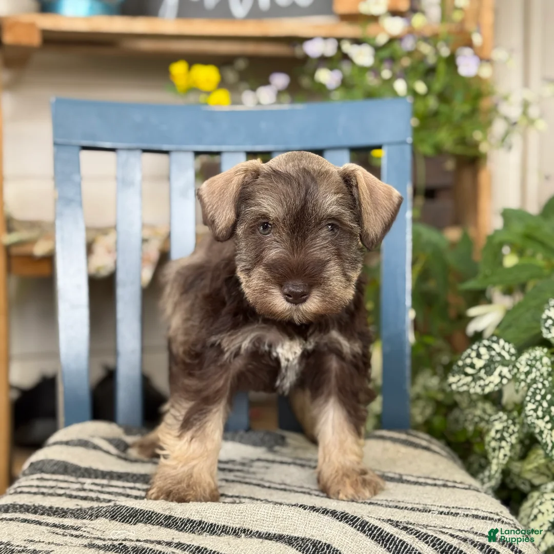 Miniature Schnauzer dogs for sale: Smokey - Ad 1