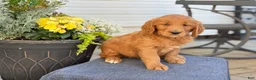 Goldendoodle dogs for sale: Trudy - Ad 9