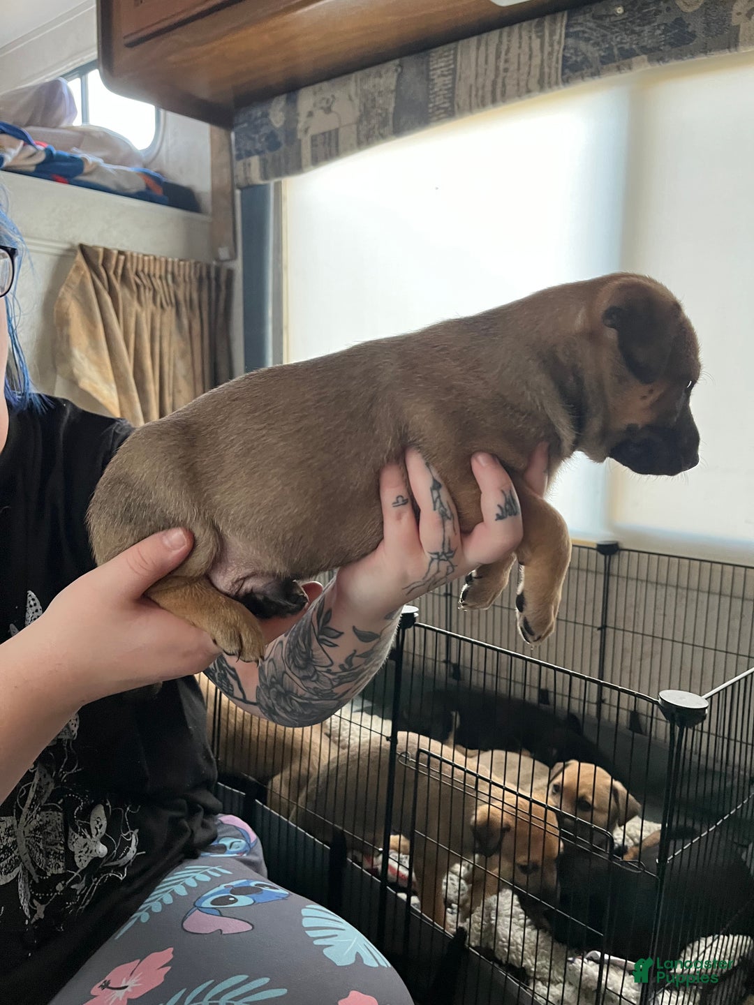 Mixed Breed dogs for sale: Mixed Breed Puppy 3 - Ad 11