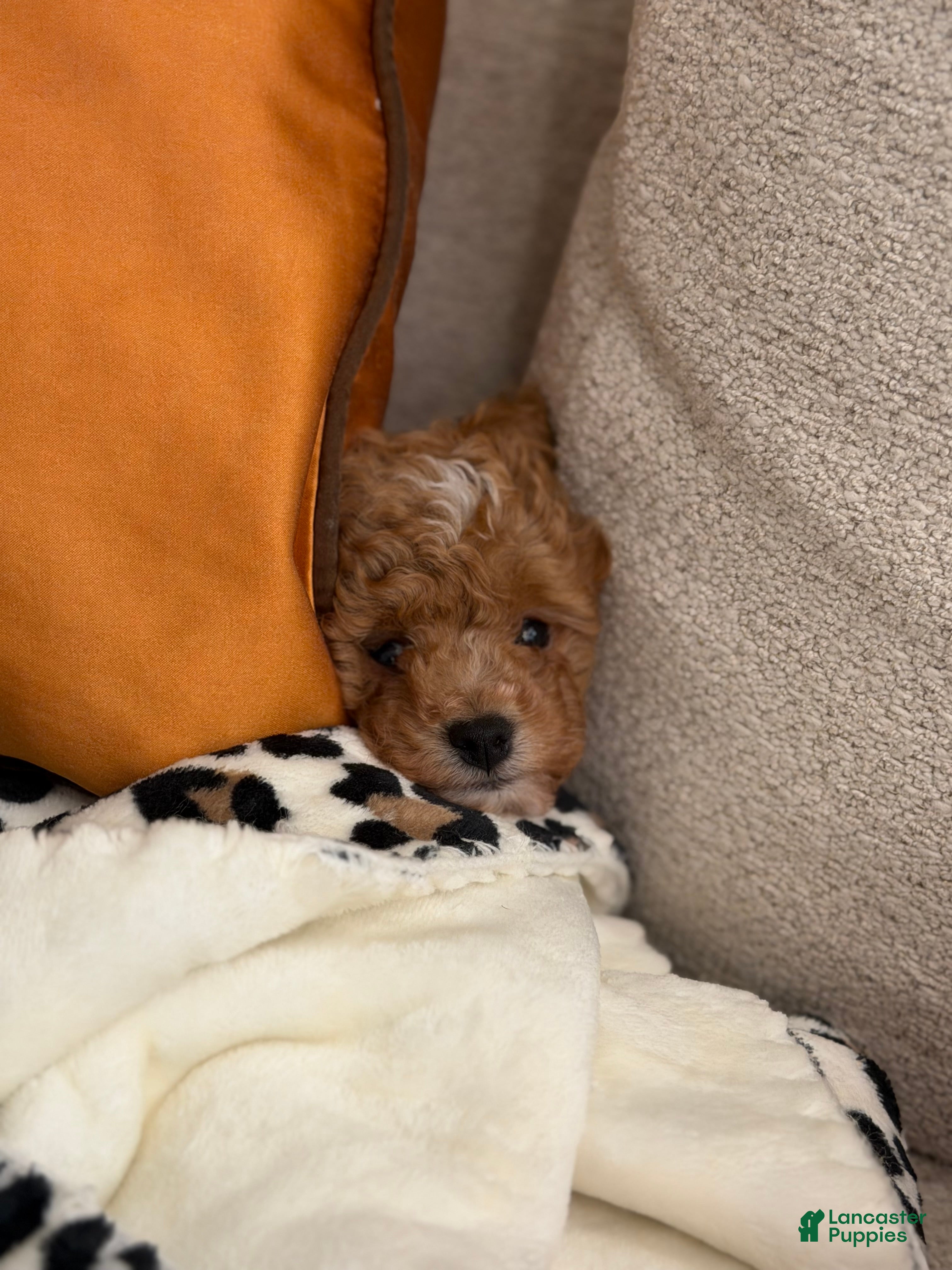 Toy Poodle dogs Hazel - Ad 2