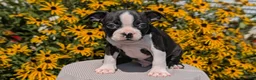 Boston Terrier dogs for sale: Turbo - Ad 6