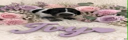 German Shorthaired Pointer dogs for sale: Ivy - Ad 1
