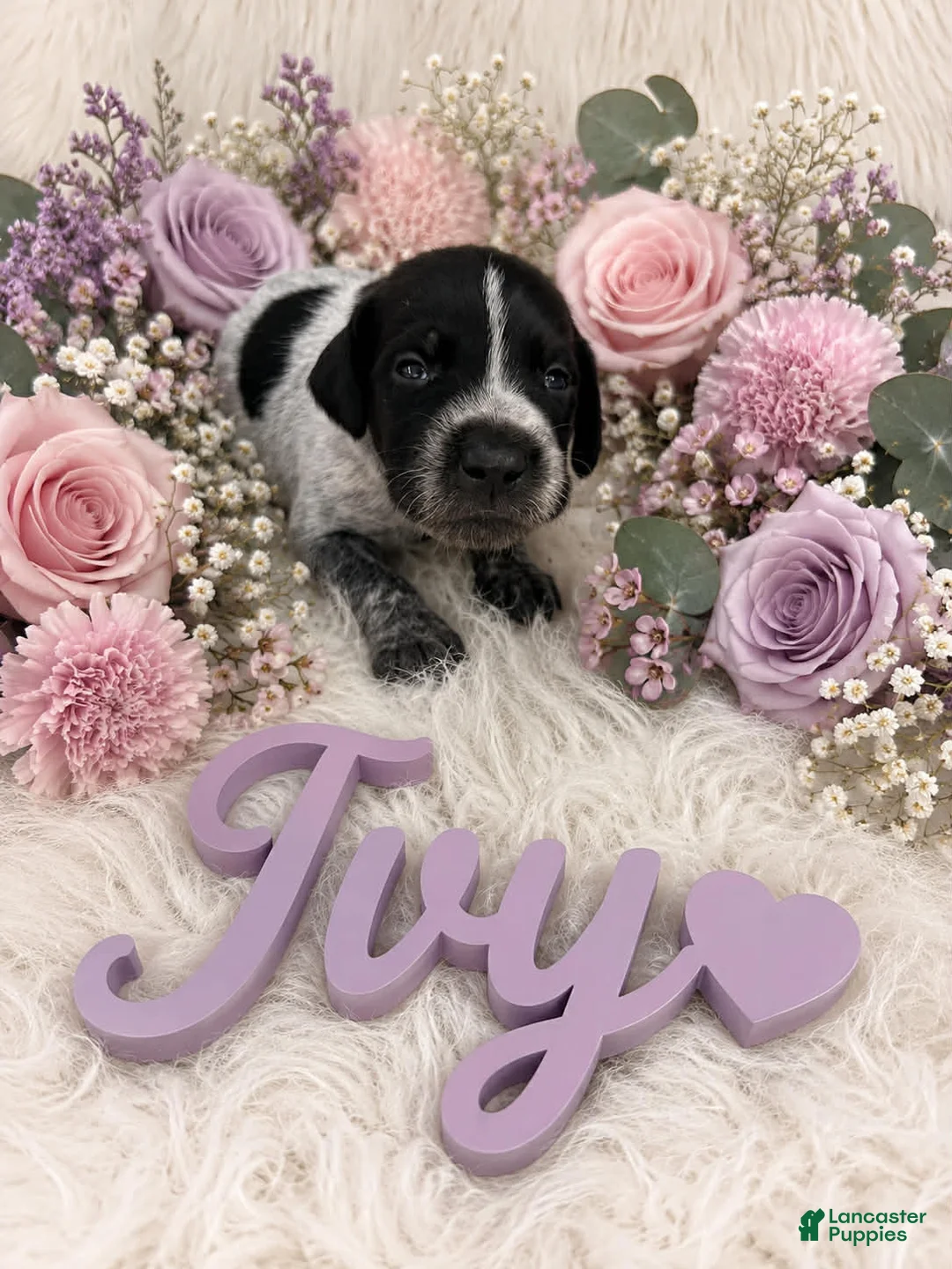 German Shorthaired Pointer dogs for sale: Ivy - Ad 1
