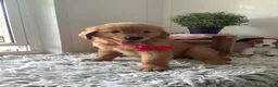 Golden Retriever dogs for sale: Golden Retriever 2 Sunshine  - Ad 2