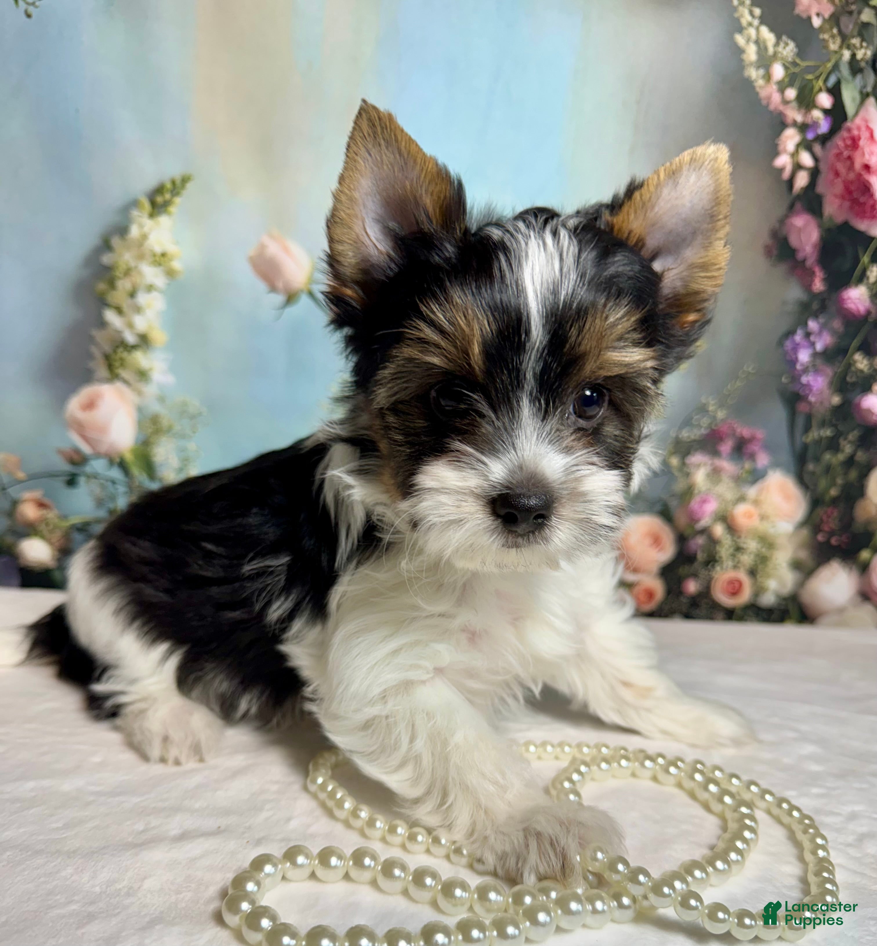 Biewer Terrier dogs Harley  - Ad 1