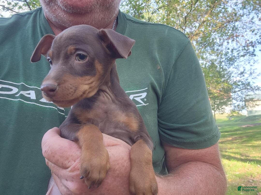 Miniature Pinscher dogs Coco - Ad 10
