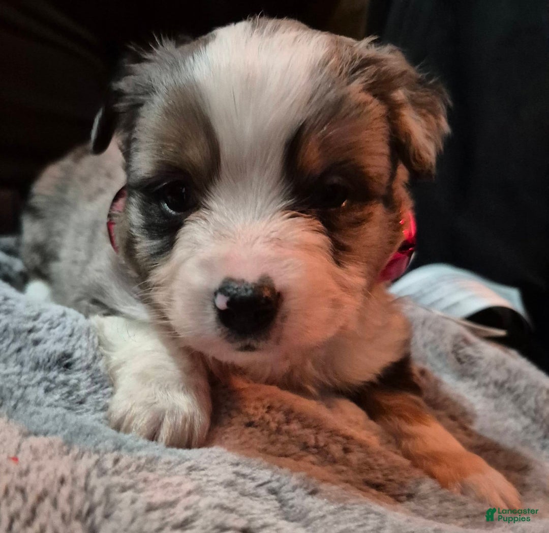 Toy Australian Shepherd dogs for sale: Toy Australian Shepherd Puppy 2 - Ad 2