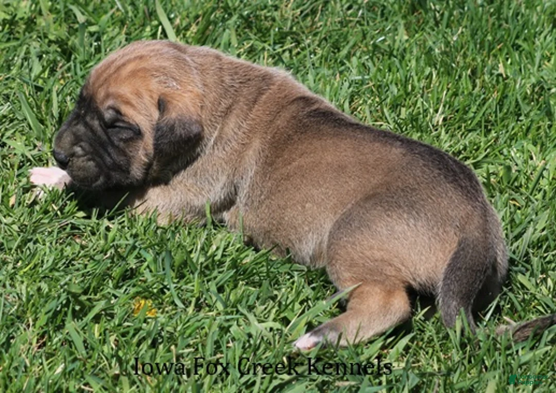 Mixed Breed dogs for sale: Bubba - Ad 2