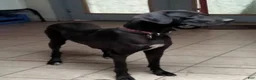 Great Dane dogs for sale: Gus - Ad 5