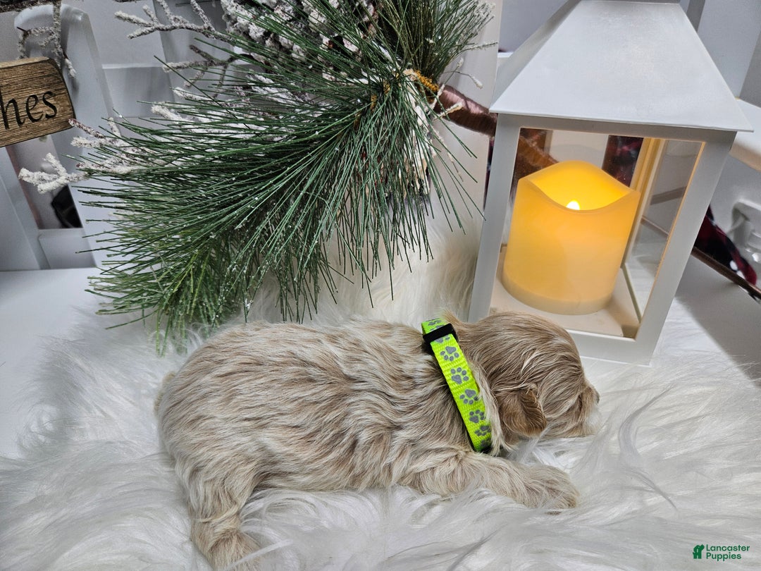 Maltipoo dogs for sale: Maltipoo Rambo Jaye - Ad 3