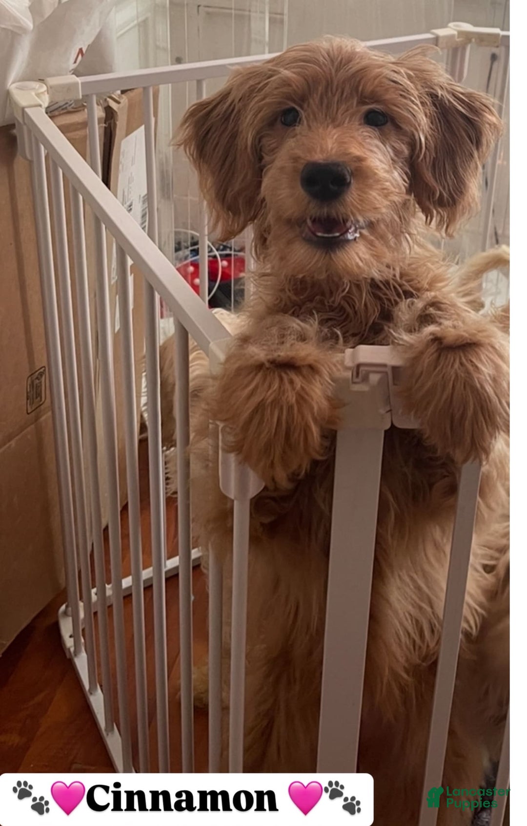 Gallery Image {{count}}