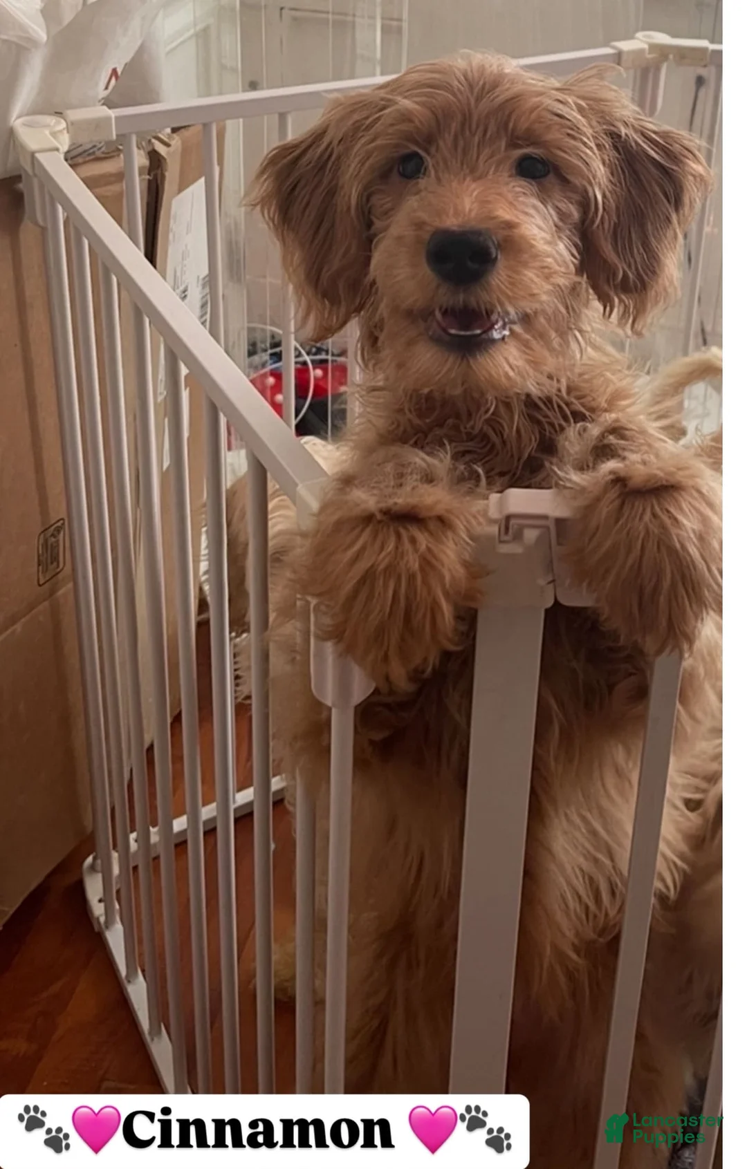 Gallery Image {{count}}