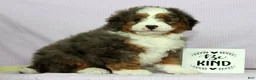 Mini Bernedoodle dogs for sale: Luke - Ad 1