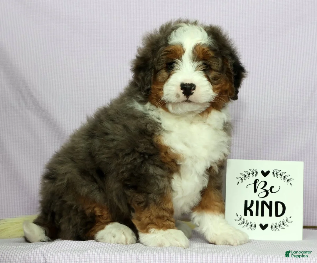 Mini Bernedoodle dogs for sale: Luke - Ad 1