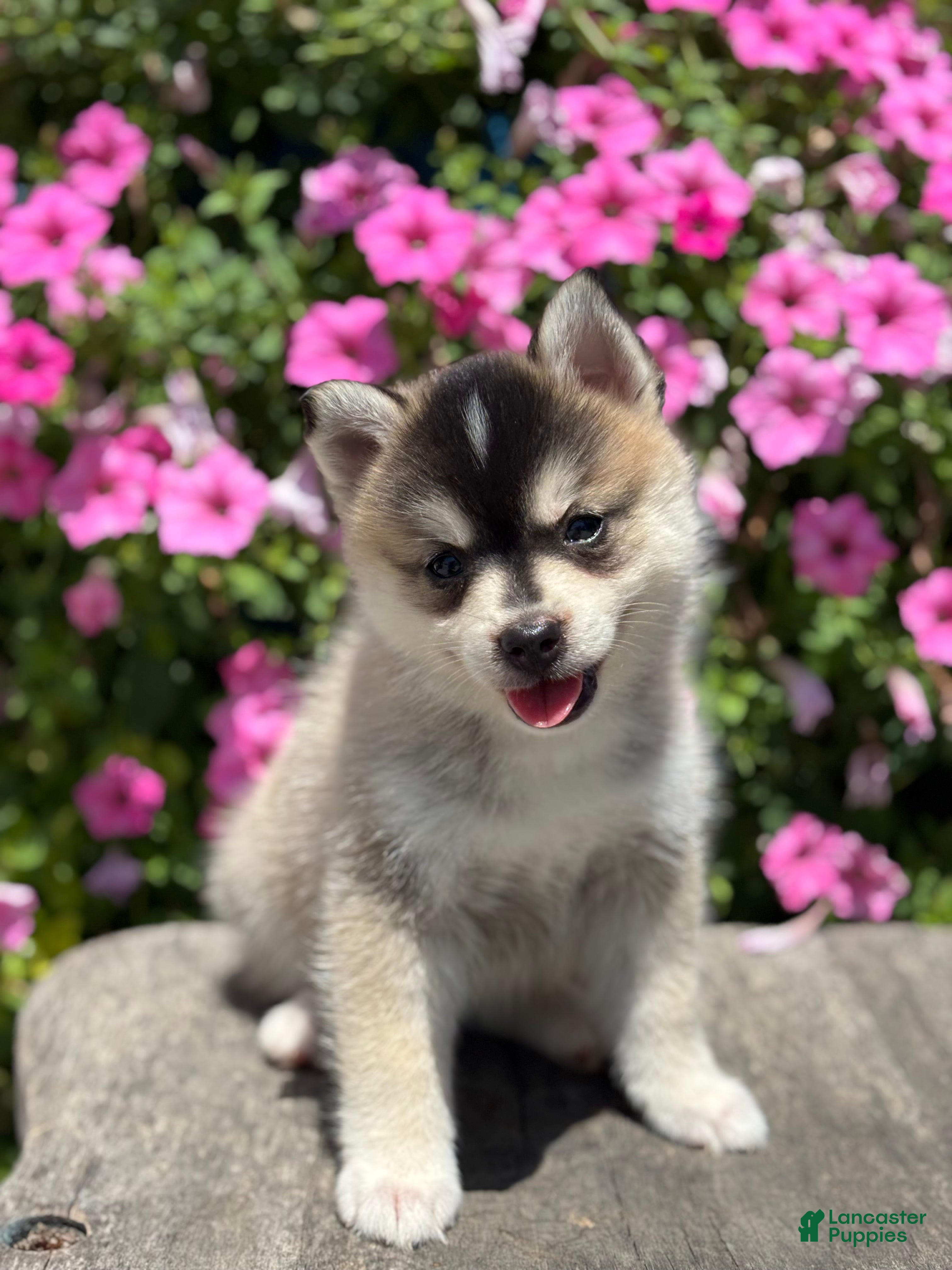 Pomsky dogs Chloe - Ad 2