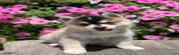 Pomsky dogs for sale: Chloe - Ad 2
